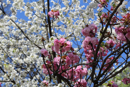 A close view of rose flowers on bare branches with buds in spring, with white flowers behind with blue sky, in Allea Park in Novara, Piedmont, Italyの写真素材