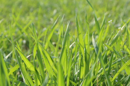 A close view of a lawn field in perspective during early spring with mowed grass in Galliate, Piedmont region, Italyの写真素材