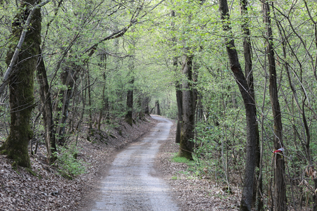 An unpaved path going into a broad leaved trees forest with buds and some dry leaves on the soil during spring in Galliate, Piedmont region, Italyの写真素材