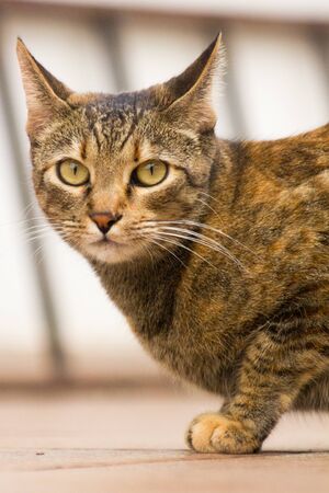 Feline looking into the camera while playing in the garden and looking very attentive and ready to...