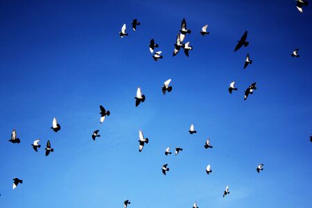 Birds flying against blue sky