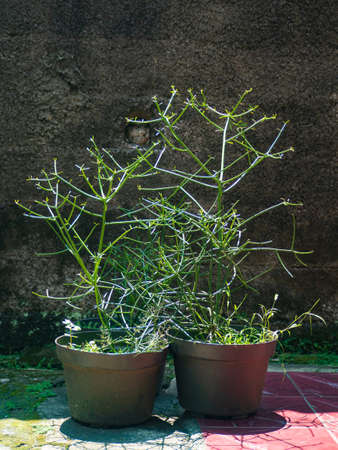 The view of Euphorbia Tirucalli plant or bone broken leaf plant for which is useful for healing...