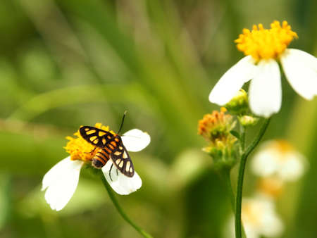 Macro view of an insect lands on one of the cosmos flowers with blurry leaves background.の写真素材