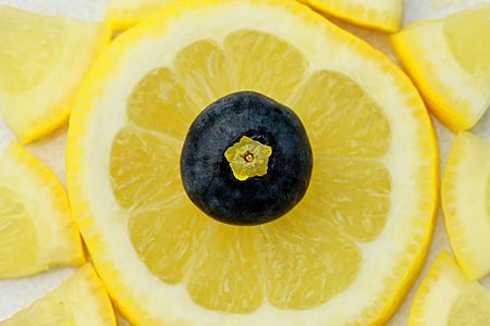 Bluberry on the lemon sliceの写真素材