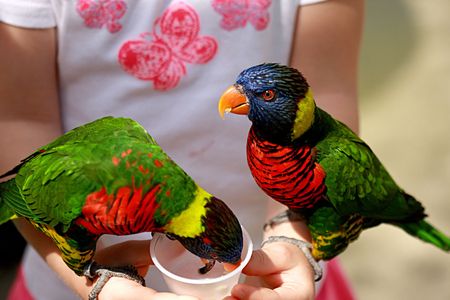Girl feeding  small parrots