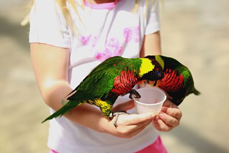 Girl feeding small parrots