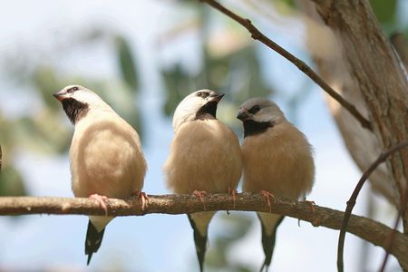 Three nice tiny bird siting on the branchの写真素材