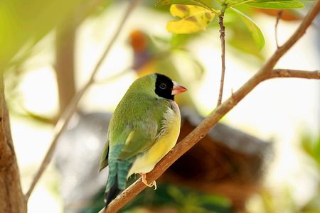 Pretty olive backed  birdの写真素材