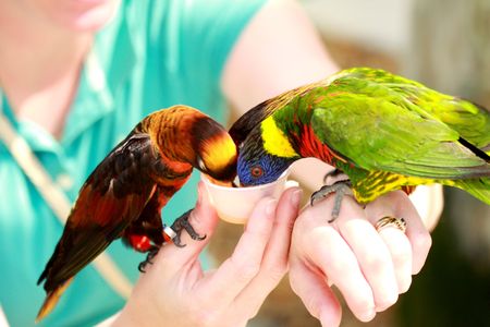 Fedding small parrotsの写真素材