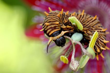  Butterfly's catepillar on the passion flowerの写真素材