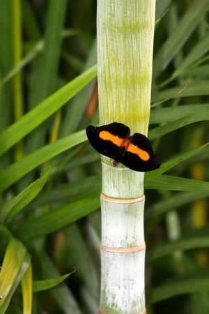 Butterfly on bamboo tree