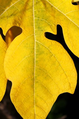 Yellow leaf close upの写真素材