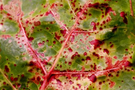 Natural background of green plant leaf with red patternの写真素材