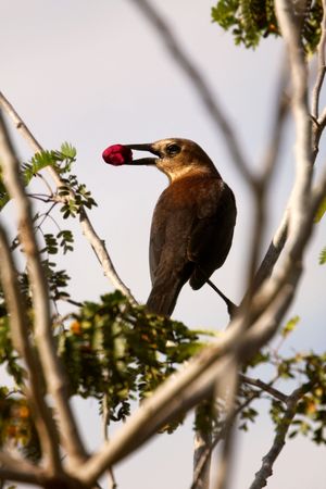 Bird with berry