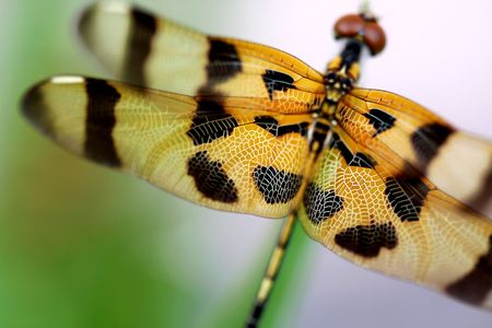 Brown dragonfly close upの写真素材