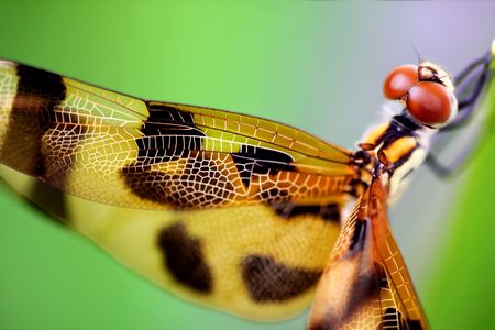 Beautiful brown dragonfly close up の写真素材