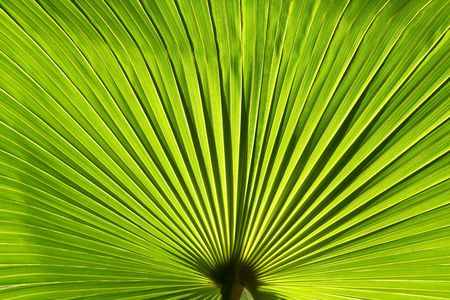 Perfect green palm leaf, close upの写真素材