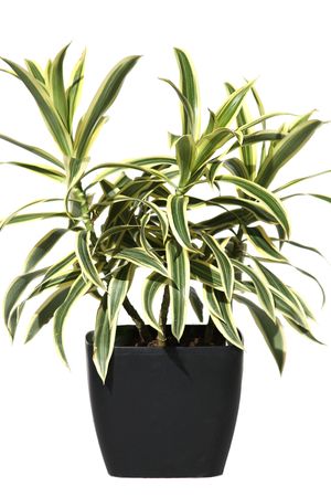 Dracaena in a pot the isolatedの写真素材