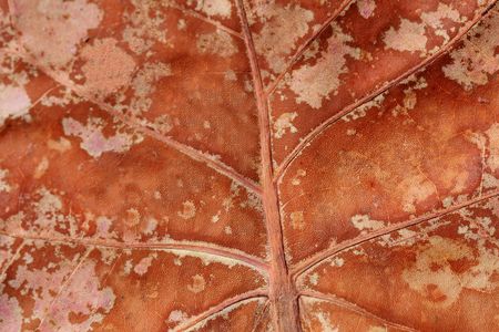 Dried, madgrove  tree, leaf patternの写真素材