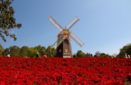 Tourists enjoy a sea of blooming poinsettia trees at Phu Rua, LOEI provinceの写真素材