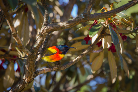 Beautiful Green-tailed sunbird at Doi Inthanon national park, Thailandの写真素材
