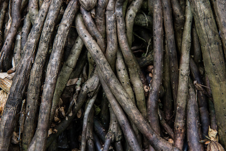 Detail roots of palm tree