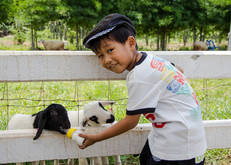 Asian boy feeding milk to lambの写真素材