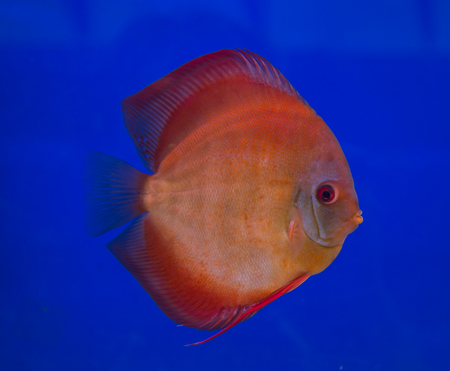 San Merah discus fish in a blue backgroundの写真素材
