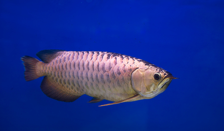 Asian gold arowana fish in a blue backgroundの写真素材