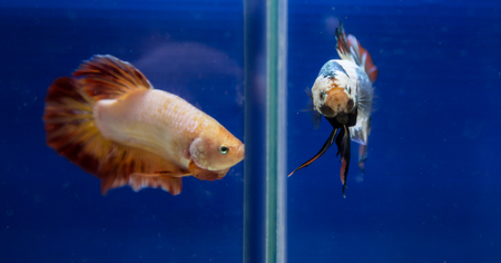 Siamese fighting fish in a blue aquariumの写真素材