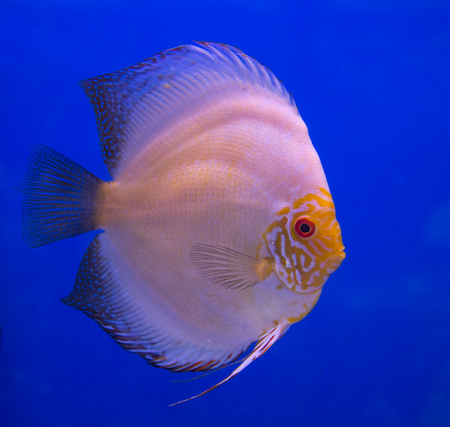 White butterfly discus fish in a blue backgroundの写真素材