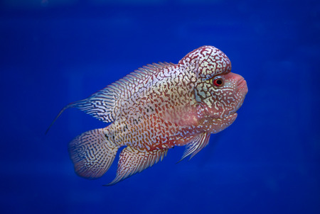 Flowerhorn cichlid fish in a blue backgroundの写真素材