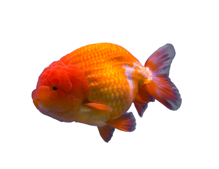Lionhead goldfish isolated in a white backgroundの写真素材