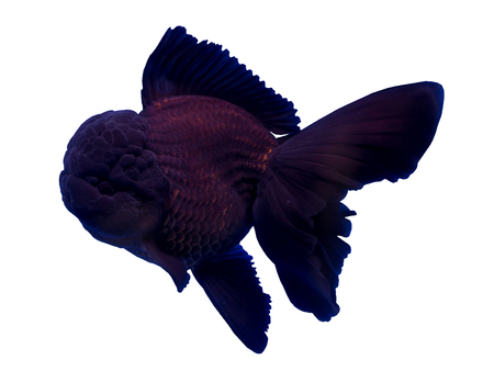 Black oranda goldfish isolated in a white backgroundの写真素材