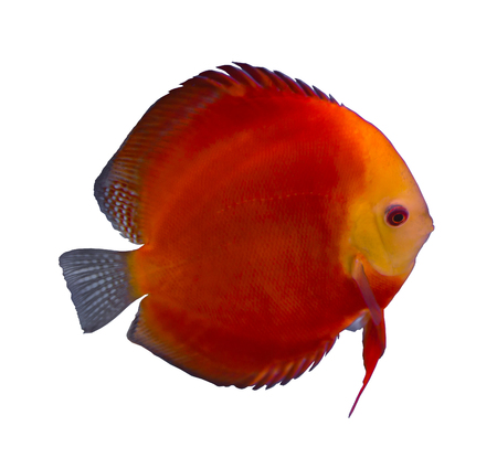 Red Melon discus fish isolated in a white backgroundの写真素材