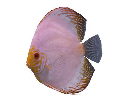 White butterfly discus fish isolated in a white backgroundの写真素材