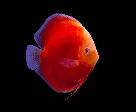 Red Melon discus fish on black background aquariumの写真素材
