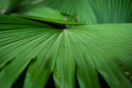 Close-up of green palm leaf striped line and textured