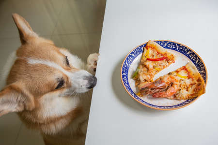 Corgi dog climbs up on table and stare at pizza on the dish in the kitchen room.の写真素材