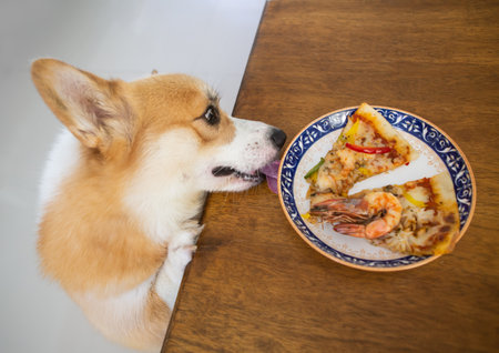 Corgi dog climbs up on wooden table and try to lick pizza on the dish in the kitchen room.の写真素材