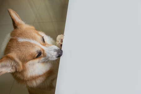 Corgi dog climbs up on white table and looking forward to area for copy space in kitchen room.の写真素材