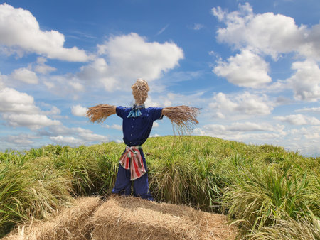Scarecrow stand in rice field with blue sky. Scarecrow on agricultural field background.の写真素材