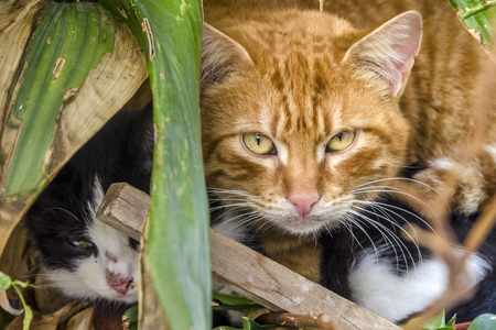 Pair of lovely cats hiding, ready to attack to my camera lensの写真素材