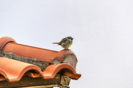 Sparrow sitting on a roof tileの写真素材