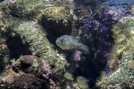 Fish in it's natural environment at Cretaquarium in Heraklion city, Crete Island - Greece