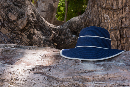 hat on tree with sunlightの写真素材