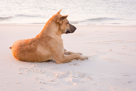 dog on the beach looking somethingの写真素材