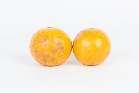 Two oranges isolated on white backgroundの写真素材