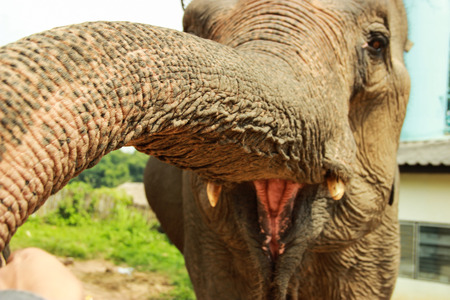 Elephant in chiangrai thailandの写真素材