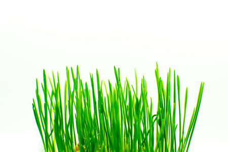 Grass on the white backgroundの写真素材